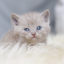 Little gray cat