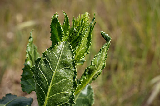 Beta maritima