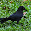 Carib Grackle