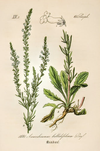 Anarrhinum bellidifolium