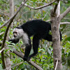 White faced Capuchin Monkey