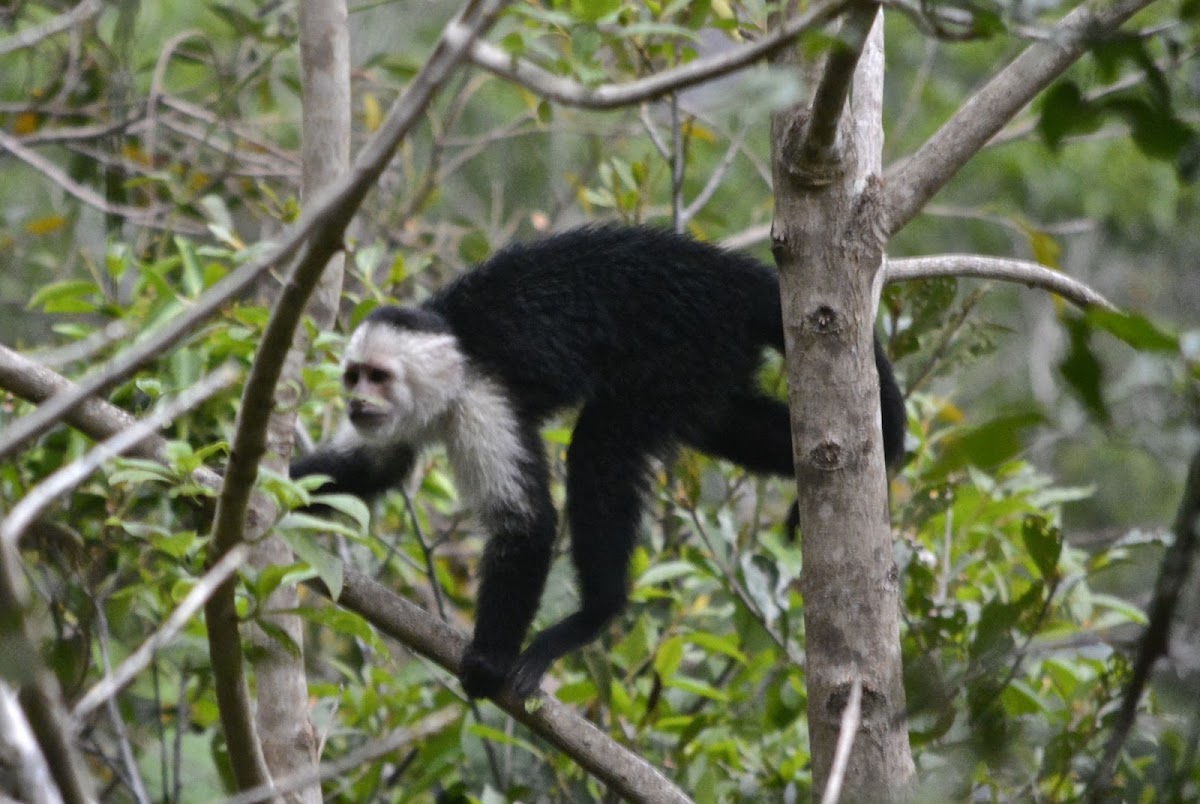 White faced Capuchin Monkey