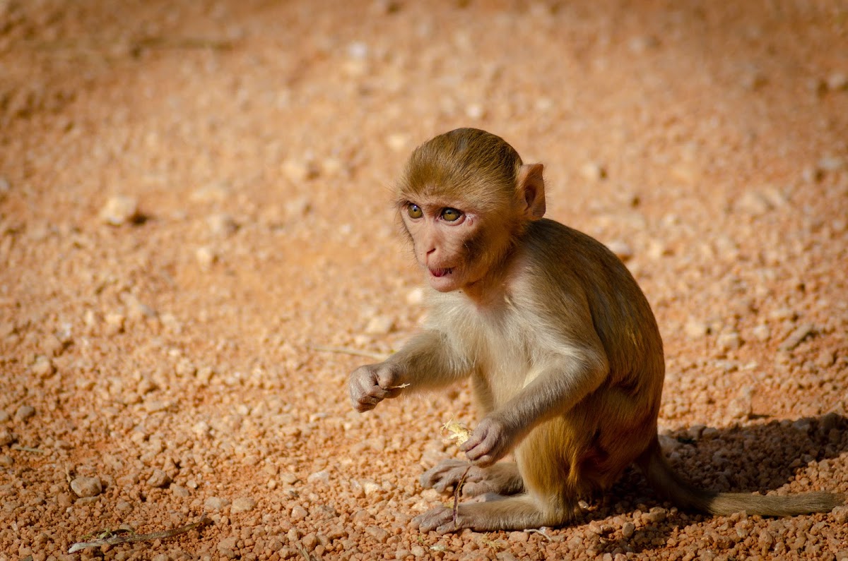 Rhesus macaque