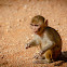 Rhesus macaque