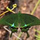 Paris Peacock