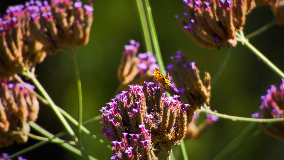 Tiny Butterfly  Purple Flower.jpg