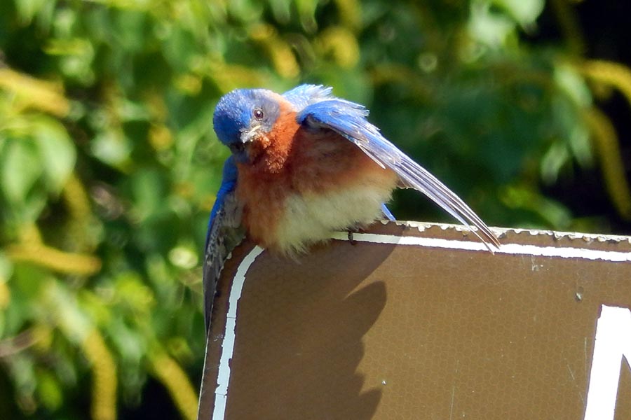 Eastern Bluebird