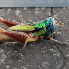 Griilo de ojos azules - Blue-eyed cricket