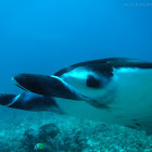 Manta Ray