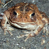 American Toad