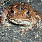 American Toad