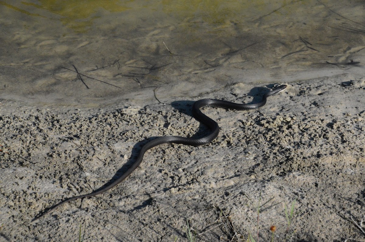 Southern Black Racer