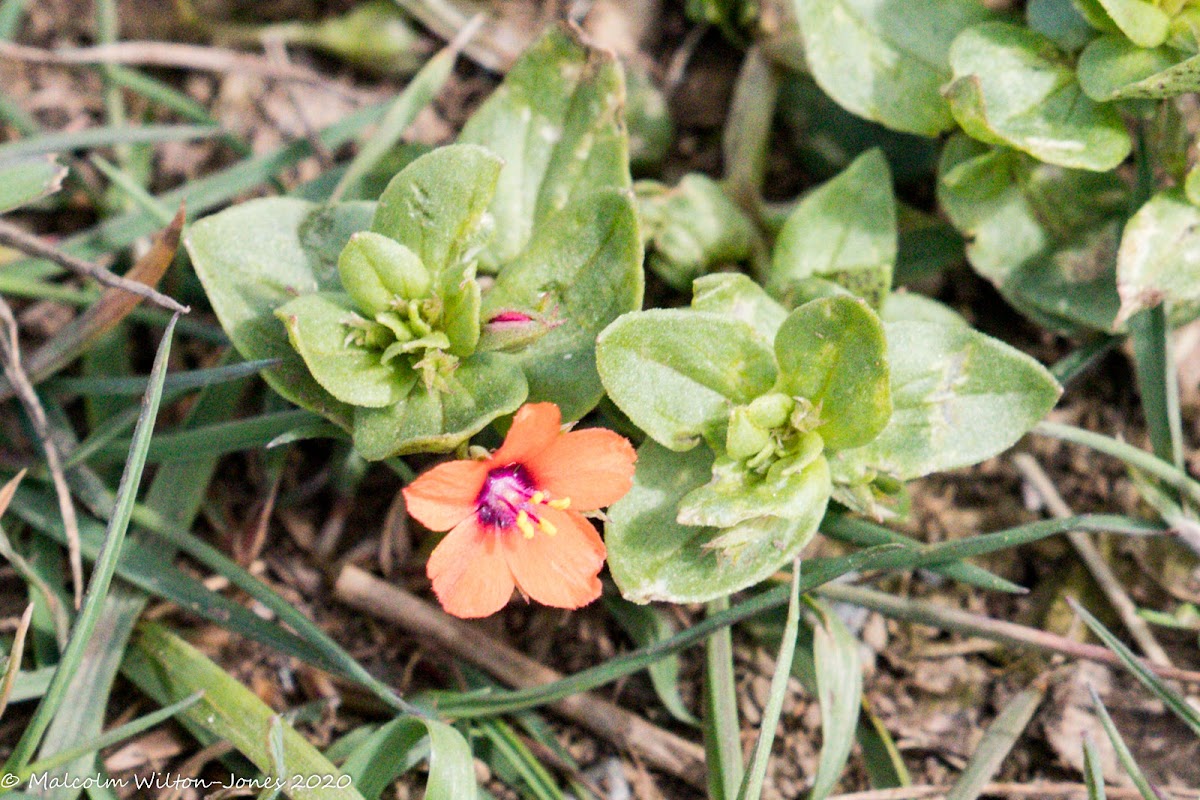 Scarlet Pimpernel