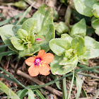 Scarlet Pimpernel