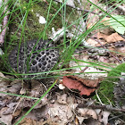 Old man of the woods