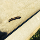 Eastern Tent Caterpillar