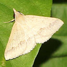 Erebid Moth