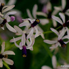 Neem, Nimtree, or Indian Lilac