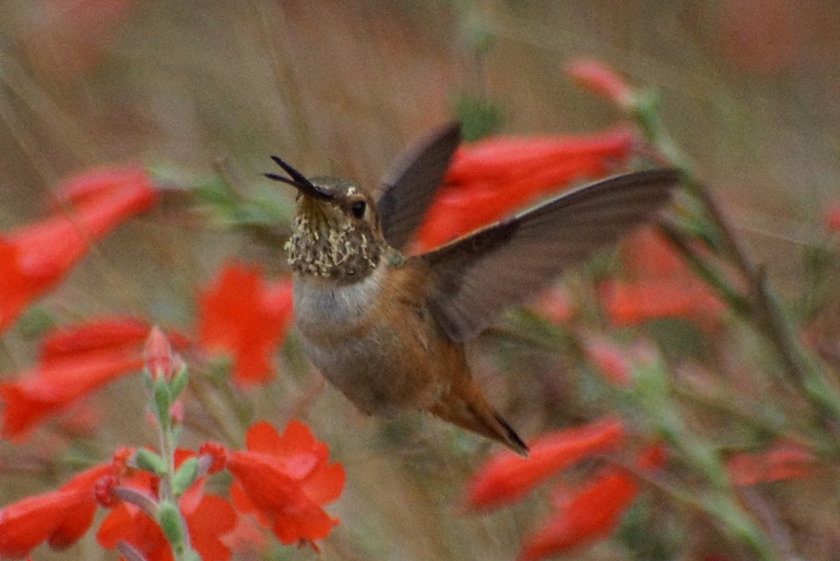 Rufous Hummingbird