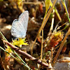 Provencial Short-tailed Blue