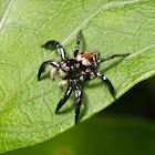 Jumping Spider