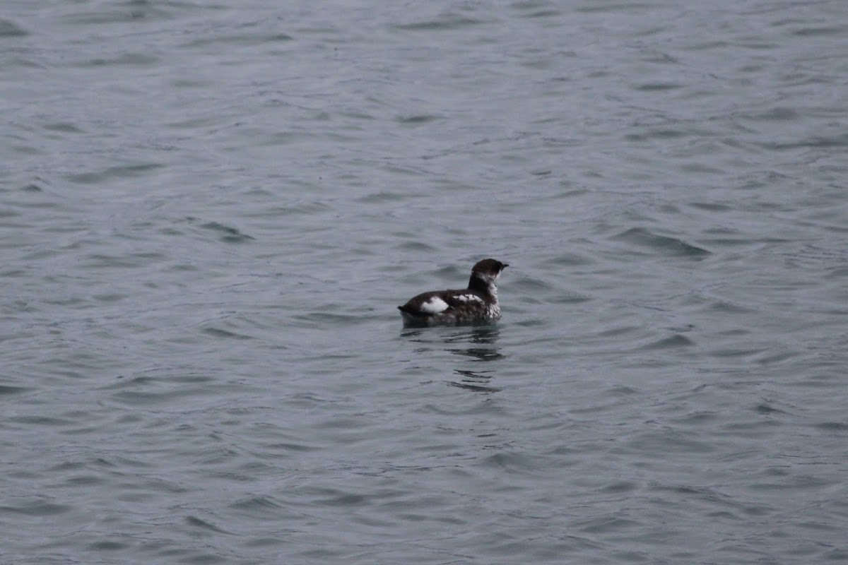 Marbled Murrelet