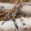 Longhorn beetle, Lamiinae