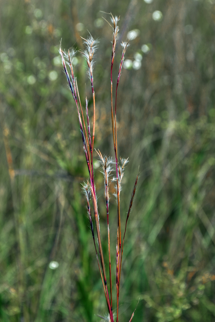 Little Bluestem