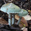 Verdigris agaric