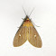 Tropical tiger moth