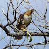 Red Tailed Hawk