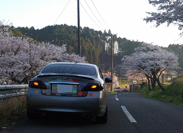 フーガの4月9日(土)・奈良県宇陀市・又兵衛桜🌸行く道中の桜🌸並木・初めて撮れた・4月30日(土)龍穣会🕶️に関するカスタム事例の投稿画像4枚目