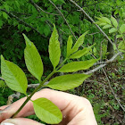 American mountain ash