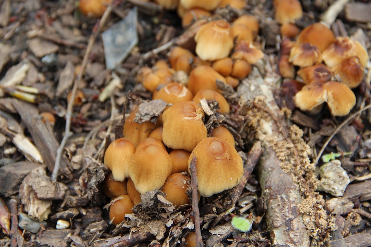 Inky Cap Mushroom