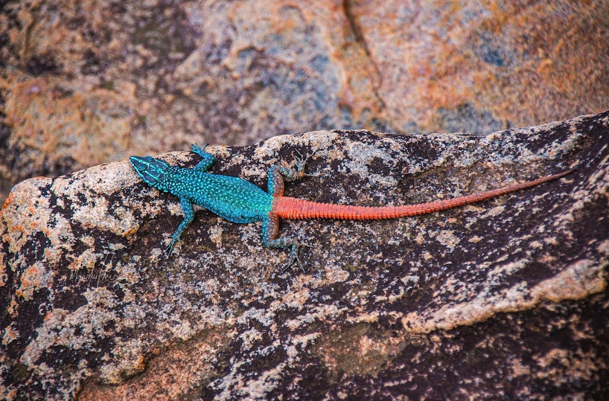 Sekukhune Flat Lizard