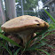 Suede Bolete