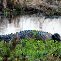 American Alligator