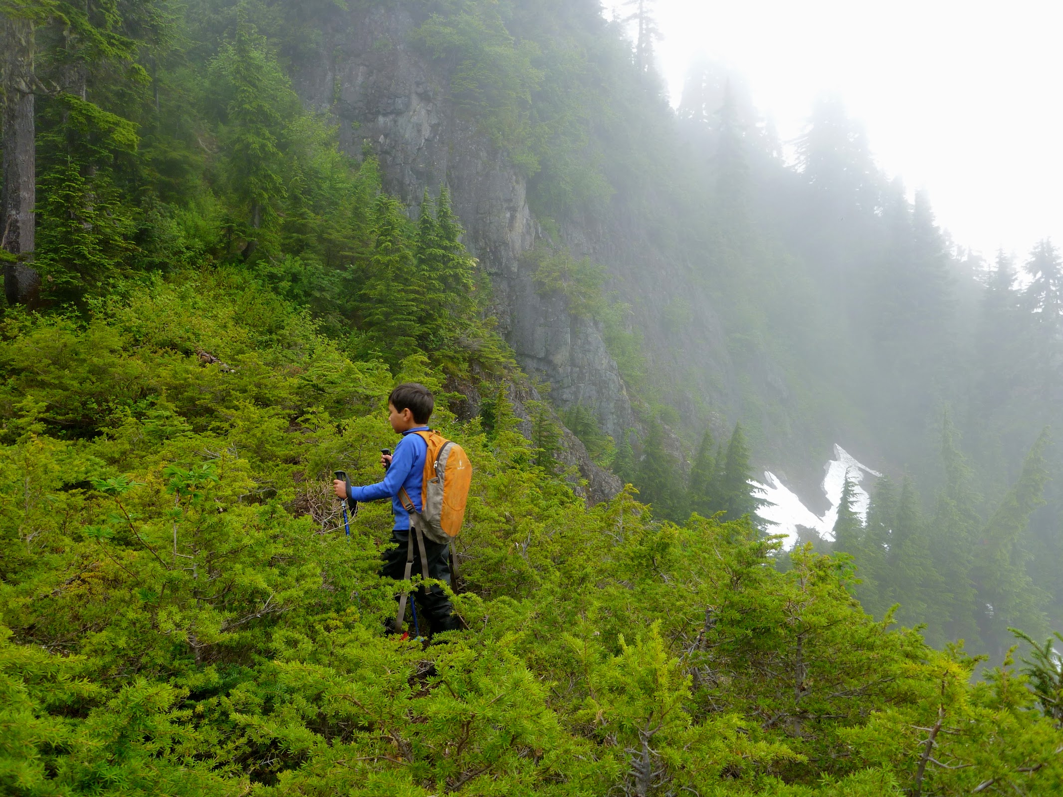 There are a lot of trees on Lone Tree Pass