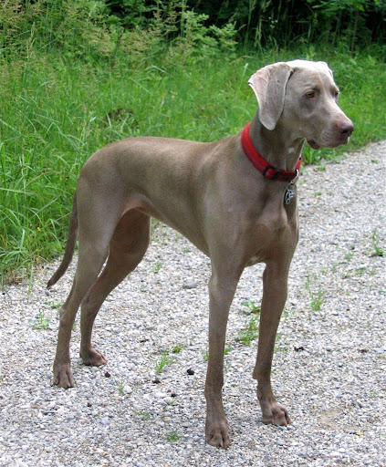 Weimaraner Live Wallpaper