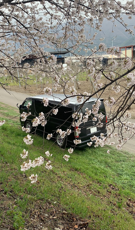 さなパパさんが投稿した200系ハイエース・桜満開・最近はハイエースばっかりに関するカスタム事例の投稿画像2枚目