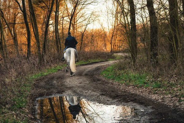 Il solitario di Concetta Caracciolo