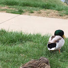 Mallards