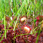 Round-Leaved Sundew