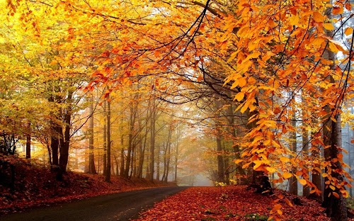 Android application Fall Wallpaper screenshort