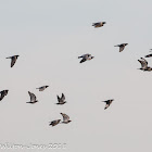 Stock Dove