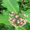 Milkweed