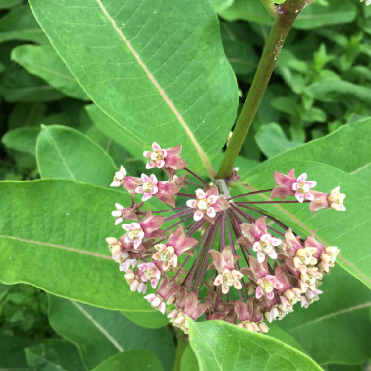 Milkweed