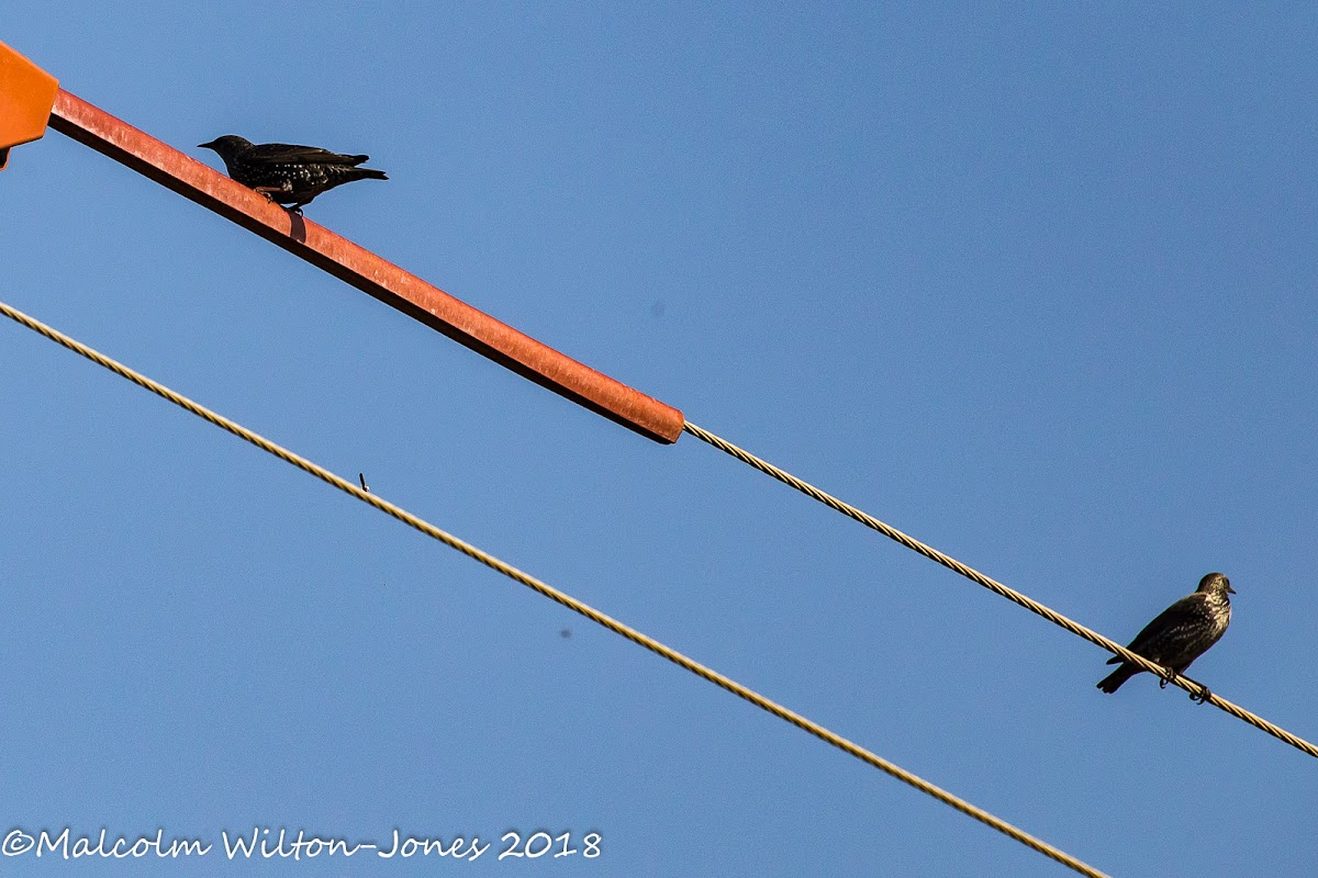 Spotless Starling; Estornino Negro