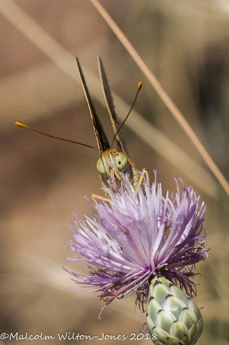 Cardinal Fritillary