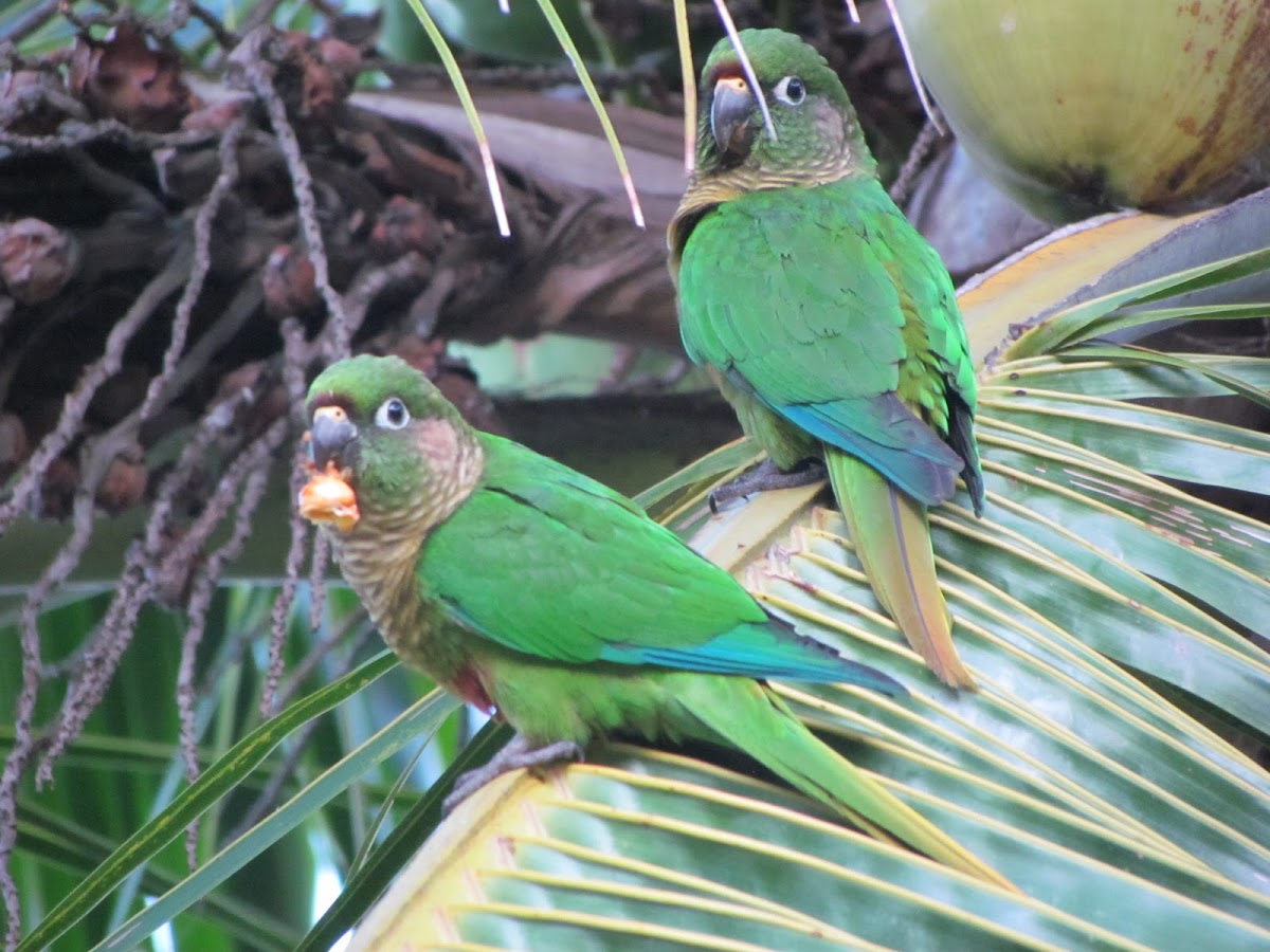 Maroon-bellied Parakeet